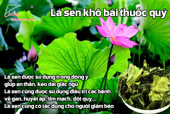 Lá sen khô có tốt không?